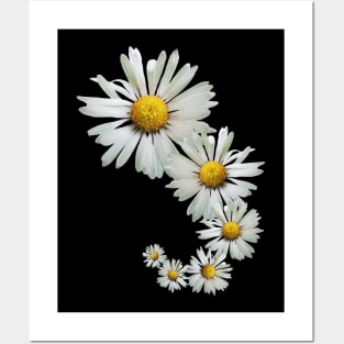 wonderful daisy flowers, blooming daisies, blooms Posters and Art